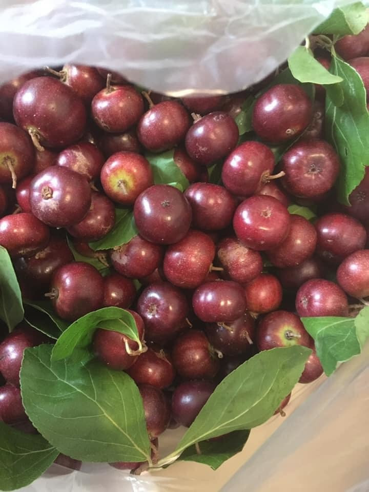 Trái bồ quân có hình dạng như quả nho, đường kính 1,5 - 2,5 cm. Khi còn xanh, bồ quân có màu đỏ tươi nhưng chín lại chuyển sang màu đỏ đến tím sẫm, sau đen, thịt màu vàng, vị chua ngọt. Ảnh: Vietnamnet