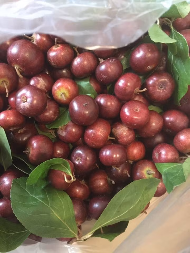 Trái bồ quân có hình dạng như quả nho, đường kính 1,5 - 2,5 cm. Khi còn xanh, bồ quân có màu đỏ tươi nhưng chín lại chuyển sang màu đỏ đến tím sẫm, sau đen, thịt màu vàng, vị chua ngọt. Ảnh: Vietnamnet