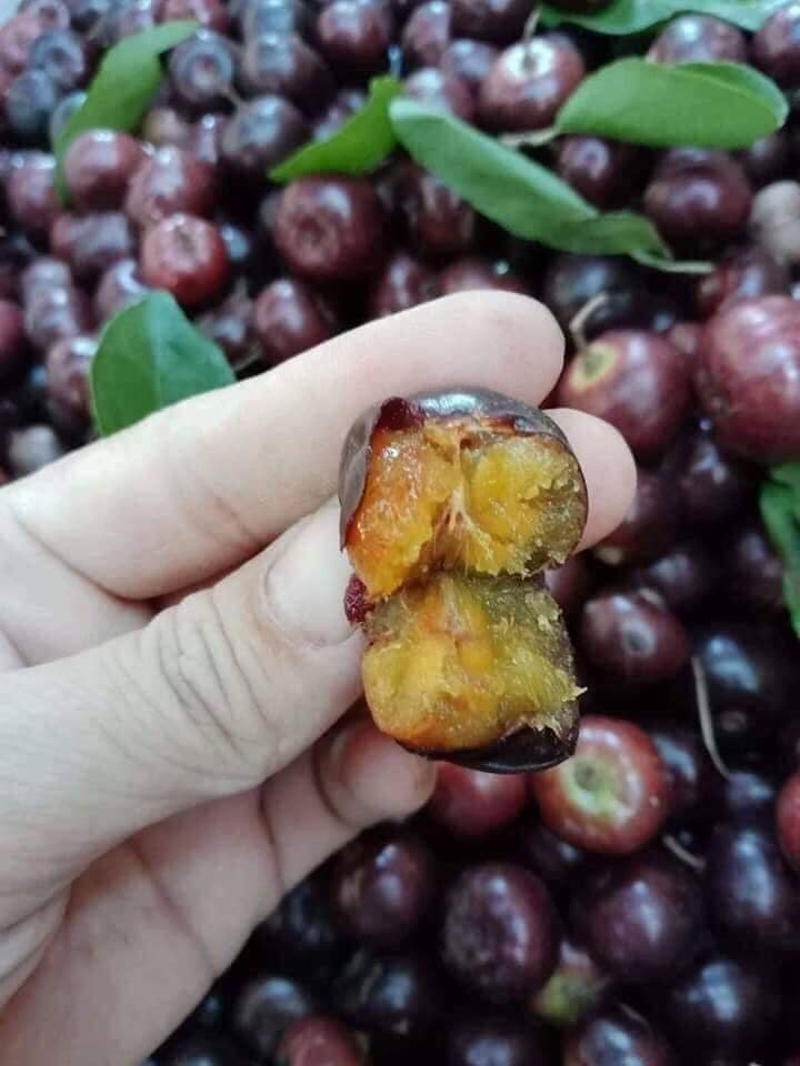 Bồ quân giờ khá hiếm bởi ít nơi còn tồn tại loại cây này. Vì thế, bồ quân ở thành phố có giá lên tới 80.000 – 100.000 đồng/kg. Ảnh: Vietnamnet