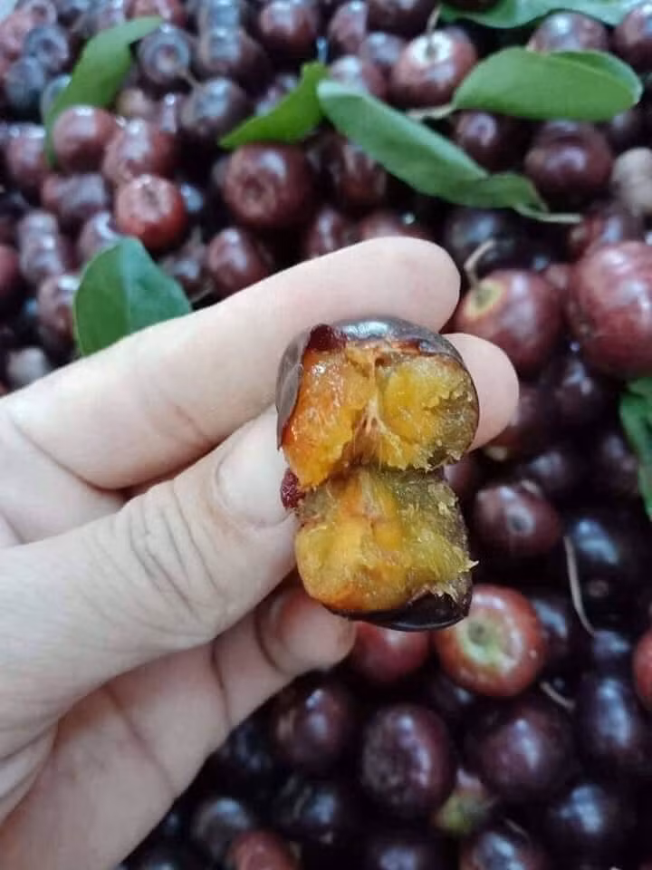 Bồ quân giờ khá hiếm bởi ít nơi còn tồn tại loại cây này. Vì thế, bồ quân ở thành phố có giá lên tới 80.000 – 100.000 đồng/kg. Ảnh: Vietnamnet