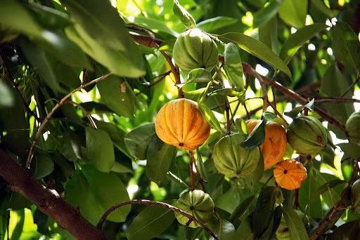 Trước đây, cây tai chua chủ yếu được trồng làm bóng mát, làm gỗ, quả chín rụng đầy gốc. Ảnh: Vinmec