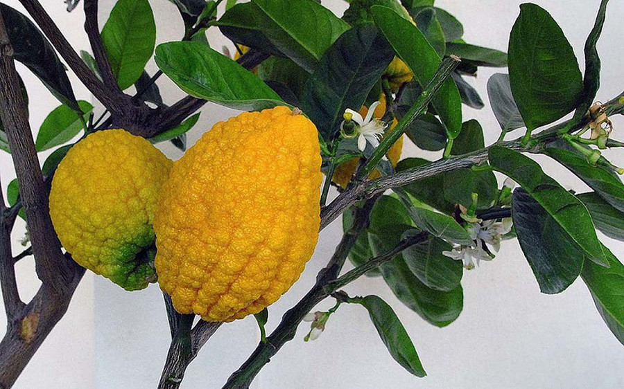 Mấy năm gần đây, chanh yên được bán trên thị trường với giá từ 50.000-100.000 đồng/kg. Ảnh: Internet