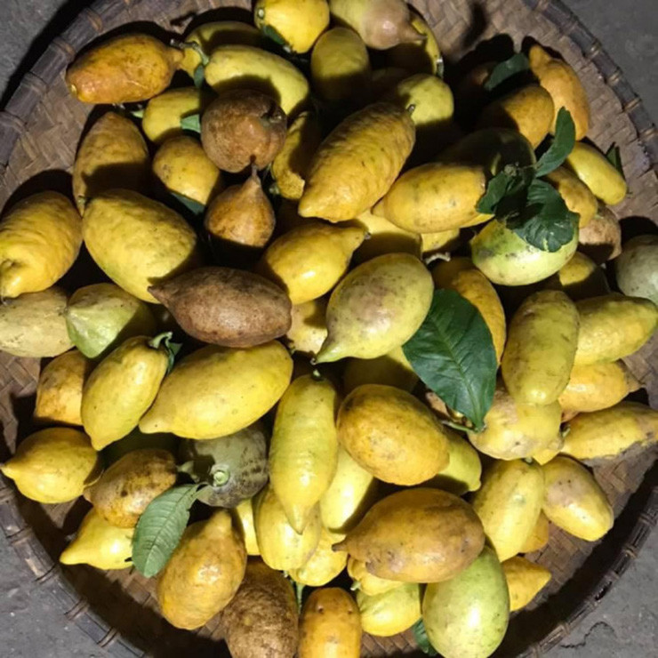 Gần đây, do nhu cầu thị trường tăng cao nên người dân mang về trồng đại trà. Vì thế, trên thị trường có 2 loại chanh yên, một loại chanh rừng được thu hoạch trong tự nhiên, và một loại do người dân trồng. Ảnh: Người đưa tin