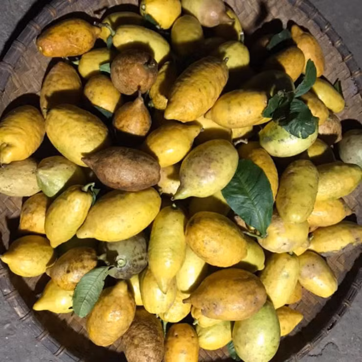 Gần đây, do nhu cầu thị trường tăng cao nên người dân mang về trồng đại trà. Vì thế, trên thị trường có 2 loại chanh yên, một loại chanh rừng được thu hoạch trong tự nhiên, và một loại do người dân trồng. Ảnh: Người đưa tin