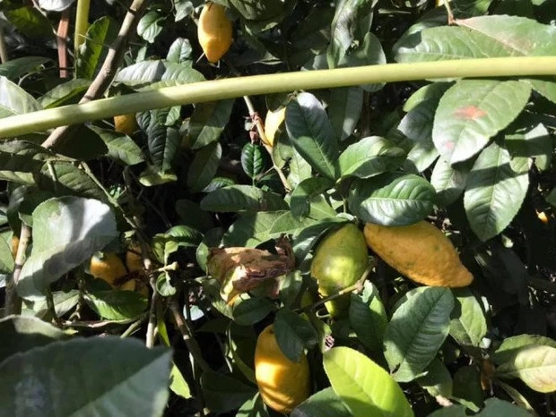 Ít ai biết, chanh yên trước đây là quả dại ở trong rừng, chín không ai hái, rụng đầy gốc. Ảnh: Internet