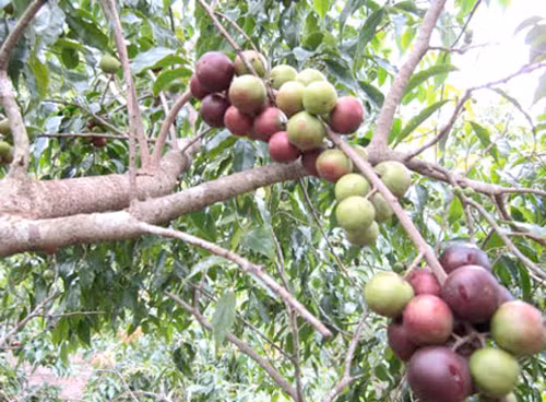  Bồ quân là loại quả xưa ít người ăn, chín rụng đầy gốc bỏ đi. Cây mọc tự nhiên, thường thấy ở ven rừng, trong các lùm bụi ở bờ suối. Ảnh: Thegioicayvahoa