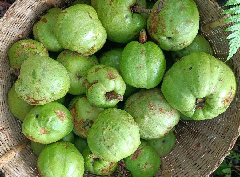 Sau đó, người dân các vùng lân cận nhận ra quả tai chua có vị chua thanh nên mang về nấu canh. Ảnh: Internet