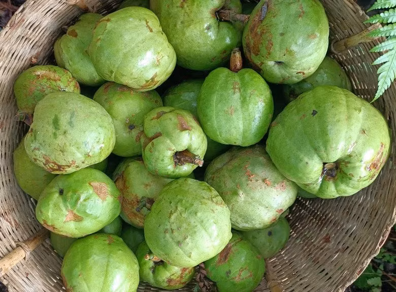 Sau đó, người dân các vùng lân cận nhận ra quả tai chua có vị chua thanh nên mang về nấu canh. Ảnh: Internet