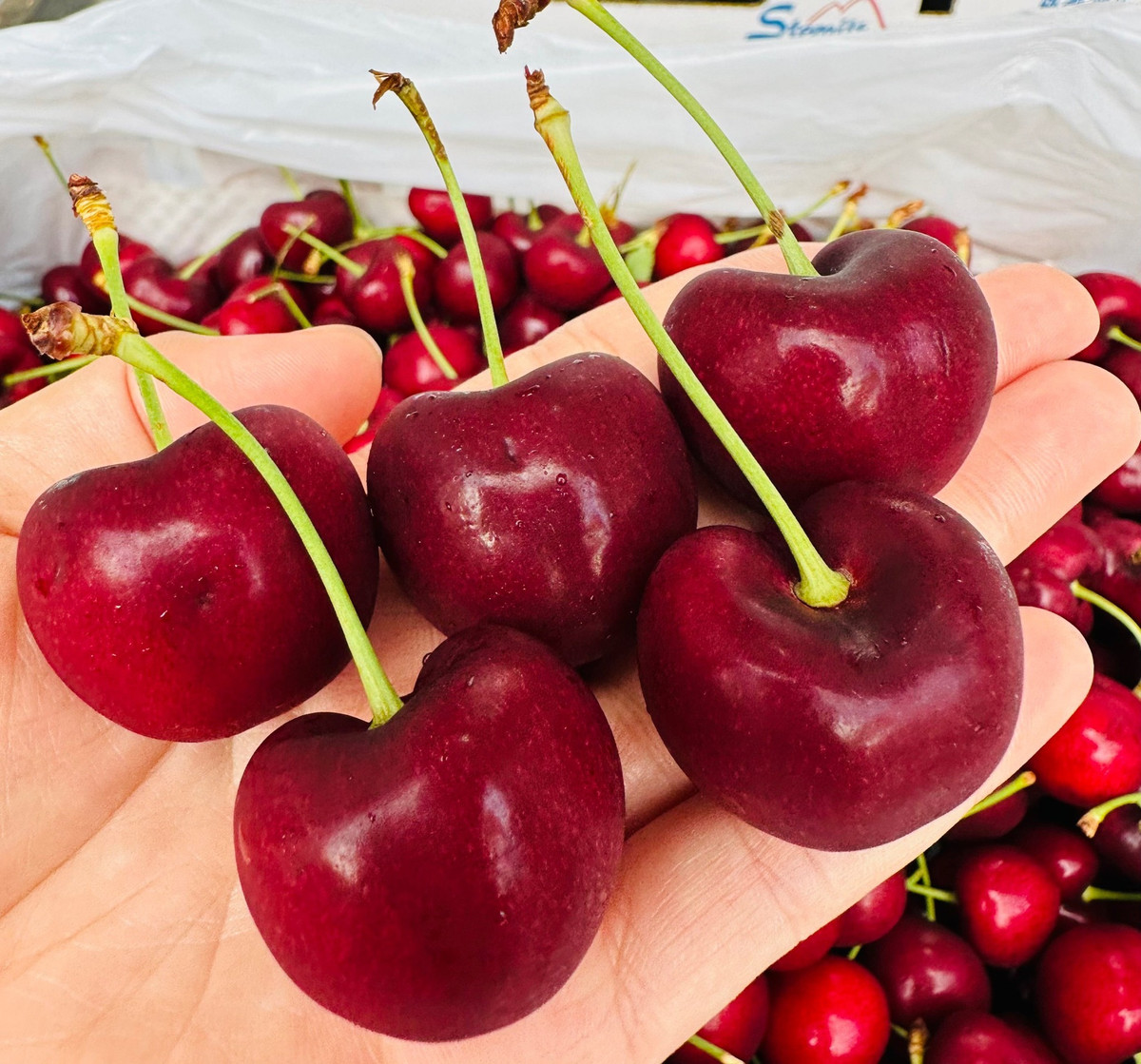 Là một loại quả có nguồn gốc từ châu Âu, cherry tại Việt Nam có giá dao động từ 400.000 đến 1 triệu đồng/kg tuỳ thời điểm. Ảnh: Facebook