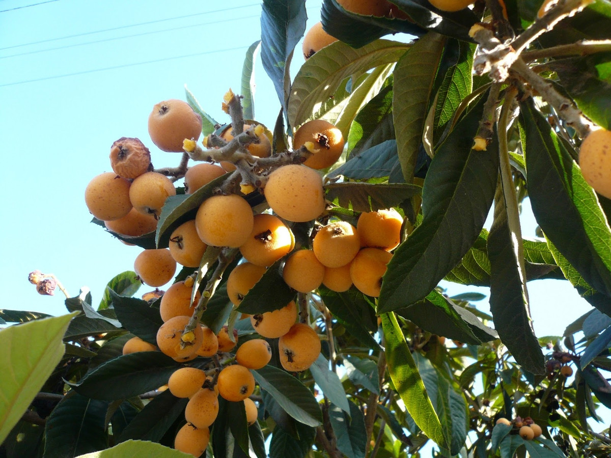 Năm 2017, quả biwa xuất hiện tại thị trường Việt Nam và khiến nhiều người tiêu dùng "phát cuồng", lùng khắp nơi để mua về ăn thử dù giá tới 4 triệu đồng/kg. Ảnh: Facebook