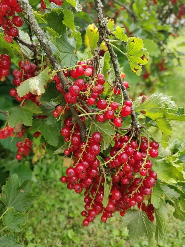 Loại quả này xuất xứ từ Pháp, Úc, có 4 màu dỏ, đen, hồng, trắng, mỗi chùm chỉ vài quả. Quả tròn mọng, to bằng đầu ngón tay, vị chua... Ảnh: Dân trí