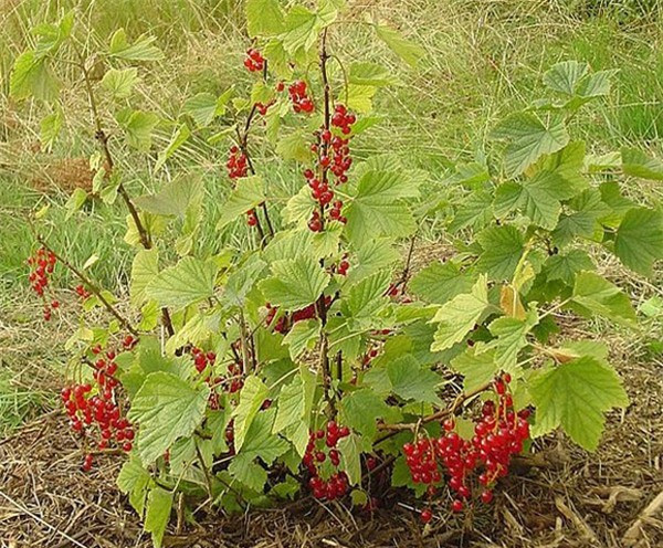 Ít ai biết, đây thực chất chỉ là một loại dâu mọc dại bình thường, có nhiều ở các nước châu Âu như Anh, Pháp, Hà Lan... và giá rất rẻ. Ảnh: Internet