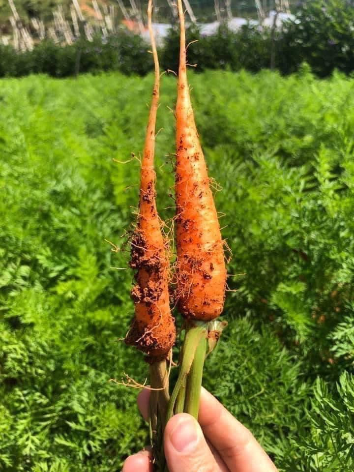 Tuy nhiên, so với cà rốt thông thường, trồng cà rốt baby vất vả hơn. Cây cao khoảng 20-25cm, là giống cây ưa khí hậu lạnh.