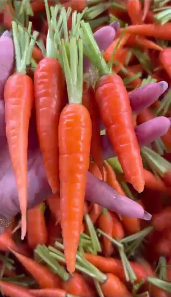 Kích thước của cà rốt baby chỉ nhỉnh hơn ngón tay cái chút xíu.