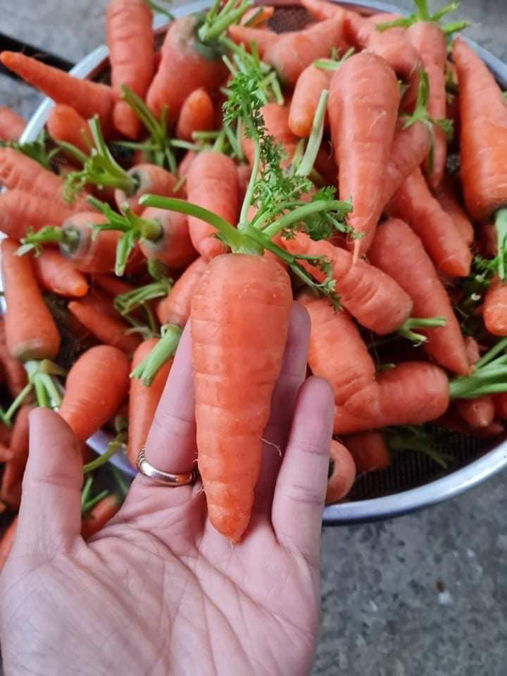 Dù kích thước nhỏ nhưng màu sắc của cà rốt tí hon không khác gì so với các loại cà rốt thông thường.
