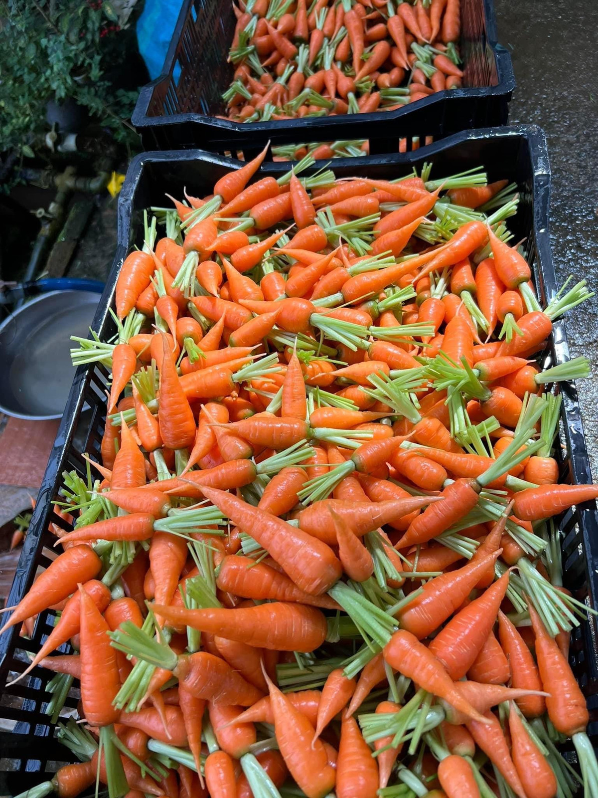 Cà rốt baby có thể nấu cháo, luộc, ăn sống, nấu canh cà rốt xương...