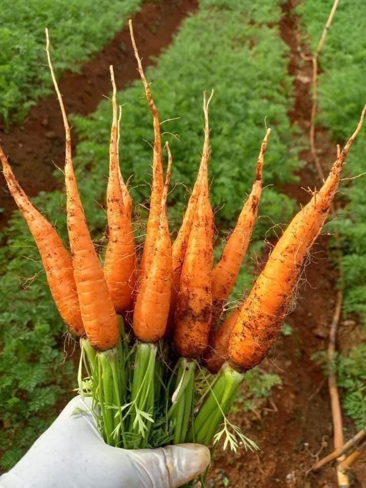 Hiện tại, cà rốt baby được trồng phổ biến nhất ở vùng Đà Lạt, Lâm Đồng. Theo các chủ vườn ở Đà Lạt, cà rốt tí hon không đòi hỏi cao về kỹ thuật hay chăm sóc.