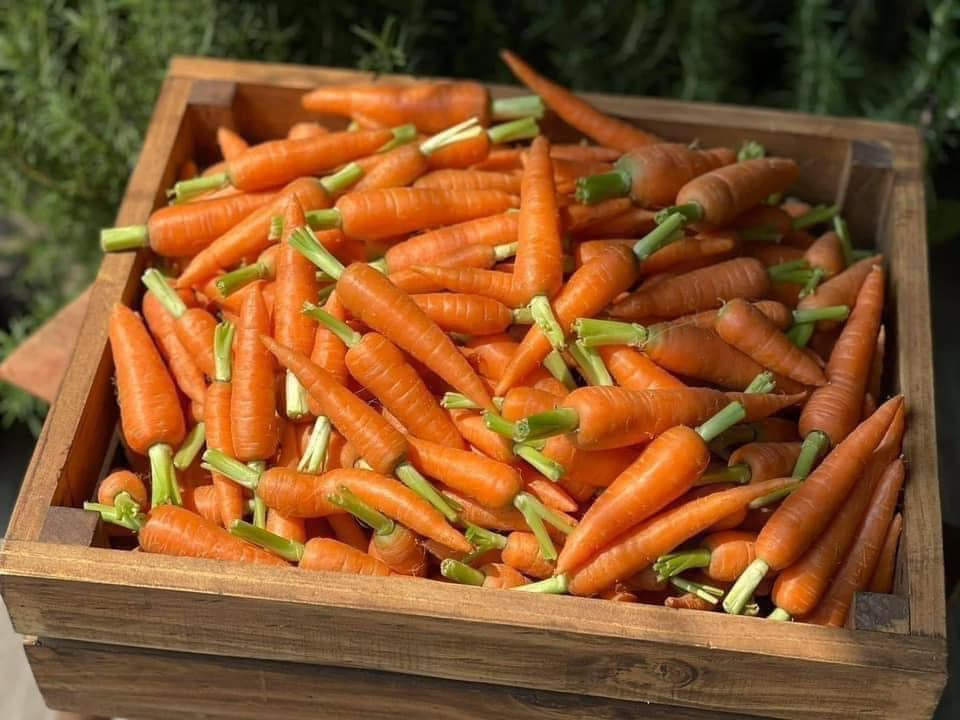 Một tiểu thương tại Hà Nội cho biết, cà rốt tí hon được nhiều khách hàng tìm mua. Khách thường đặt trước 1 tuần sẽ nhận được hàng.