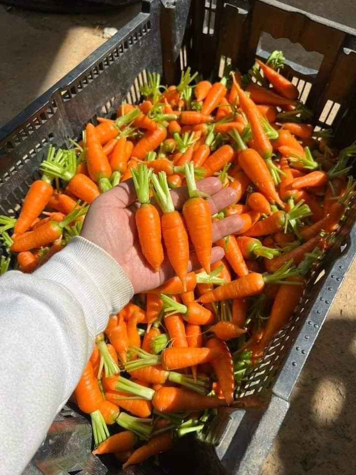 Có nguồn gốc từ Châu Âu, cà rốt tí hon là một loại cà rốt dại, kích thước nhỏ hơn các loại cà rốt thông thường nhiều lần.