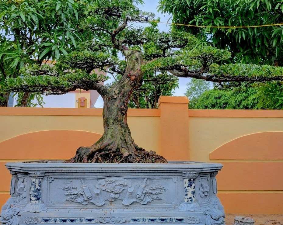 Tùng la hán cổ thụ được giới đại gia săn lùng bởi mang ý nghĩa năm mới sẽ gặp nhiều may mắn, phát lộc trong làm ăn. Ảnh: Tiền phong