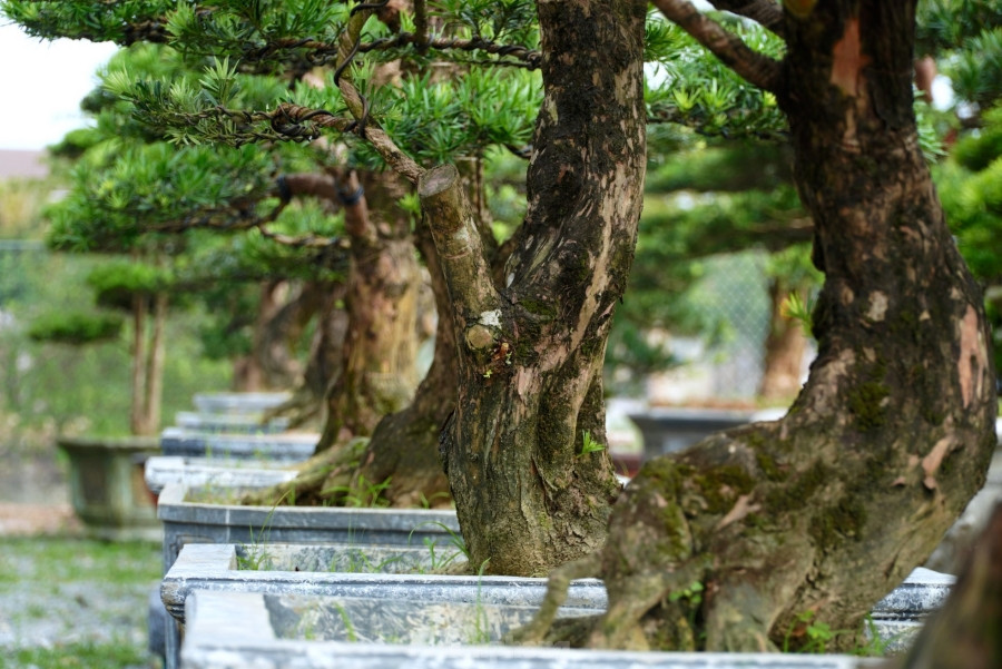 Ngày nay, tùng la hán được nhân giống và trở thành loại cây được giới chơi cây cảnh ưa chuộng. Ảnh: Tiền phong