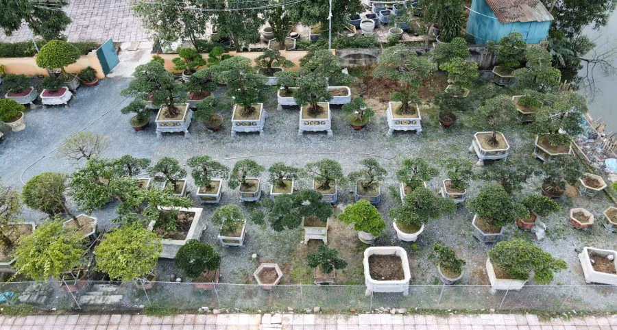 Ngam nhung goc tung tram trieu hut khach Tet Quy Mao 2023