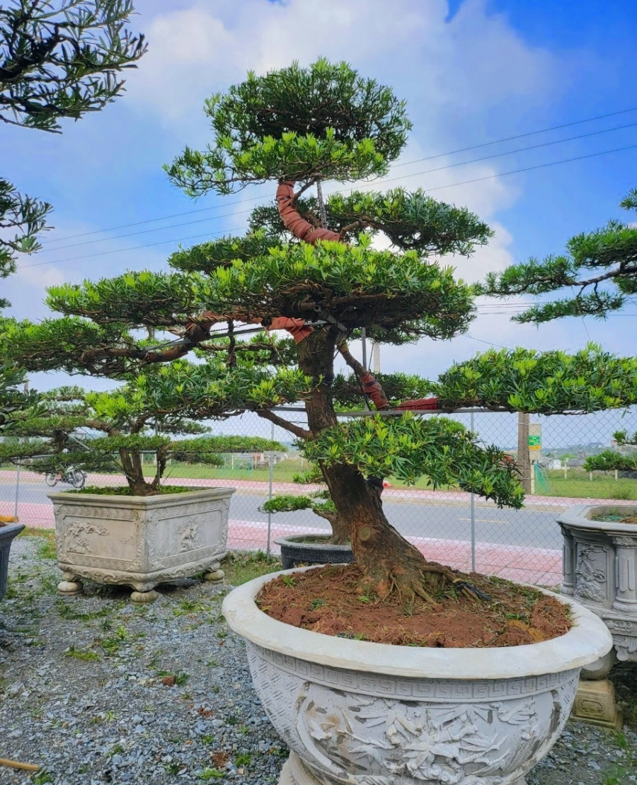 Lá cây tùng la hán xanh mướt, hình dáng thuôn dài và mọc đối xứng. Ảnh: Tiền phong