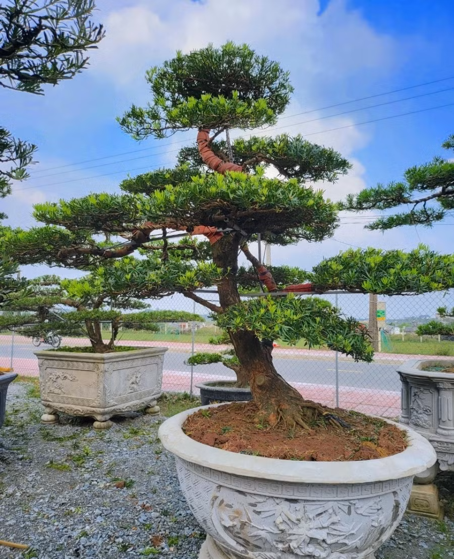 Lá cây tùng la hán xanh mướt, hình dáng thuôn dài và mọc đối xứng. Ảnh: Tiền phong