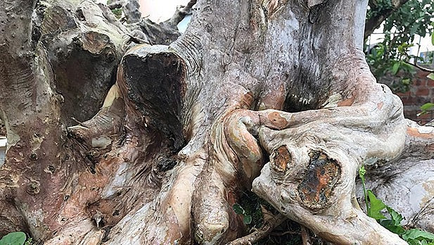 Rễ cây bám vào các hốc đá tạo ra nhiều u cục. Ảnh: Thuonghieusanpham