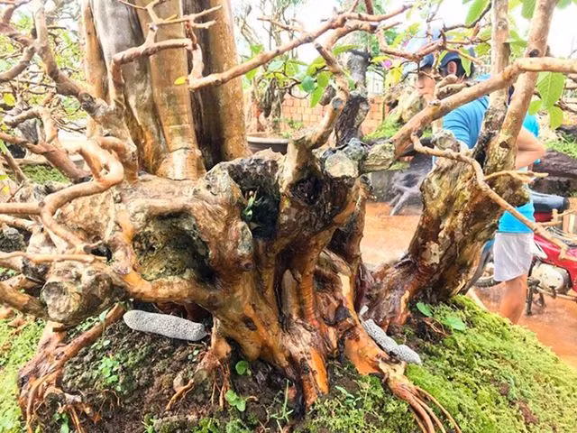 Đặc biệt, cây có 9 ngọn mọc trên thân lớn. Vì vậy, chủ nhân gọi tác phẩm kỳ lạ này là “Cửu long quần thụ”. Ảnh: Dân Việt
