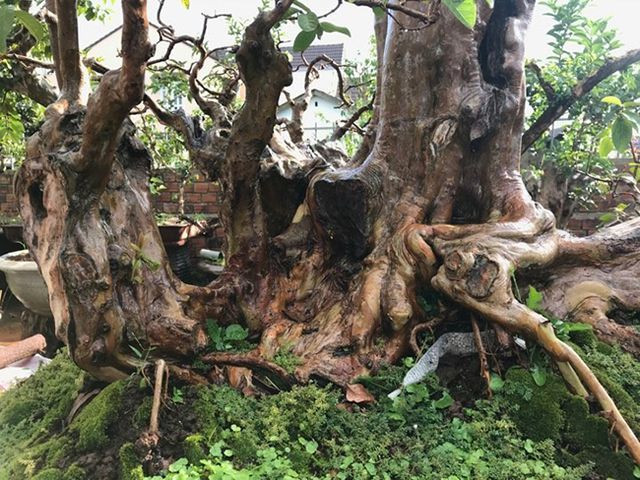 Kèm theo đó là những đường xoắn sắc nét, đẹp mắt. Ảnh: Dân Việt