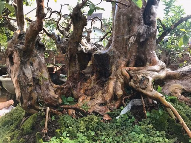 Kèm theo đó là những đường xoắn sắc nét, đẹp mắt. Ảnh: Dân Việt