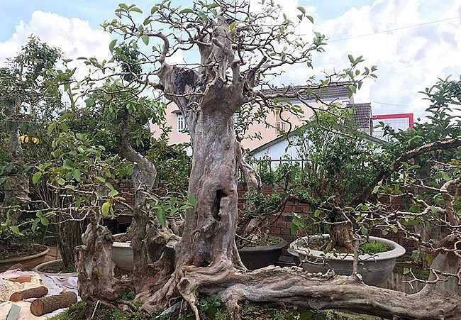 Theo lời của chủ nhân, cây ổi có nguồn gốc từ Di Linh (Lâm Đồng), nằm ở một sườn con suối trong rừng. Ảnh: Dân Việt