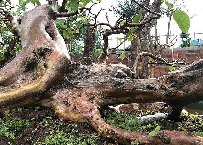 Cây ổi cổ thụ có dáng như một con rồng, khiến nhiều ngạc nhiên. Thân của nó dài 3,9m, có một thân lớn thẳng đứng giống đầu rồng. Ảnh: Thuonghieusanpham
