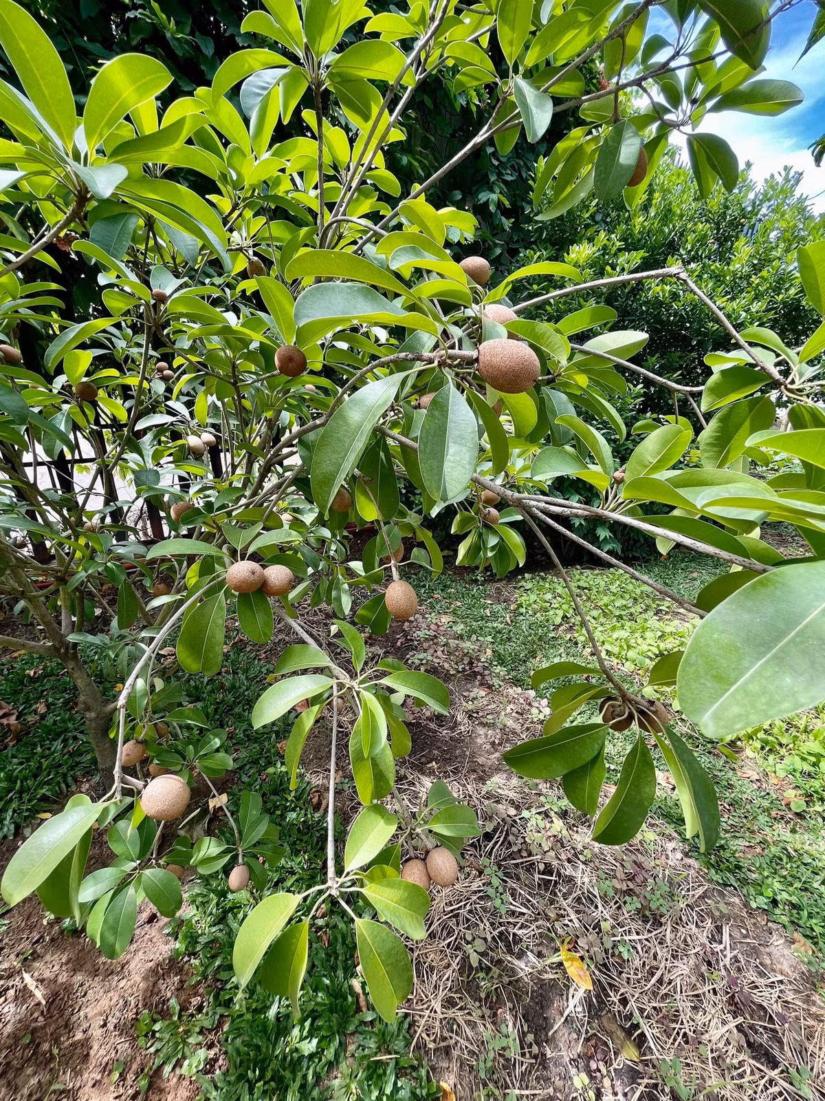 Cây hồng xiêm trong vườn còn nhỏ nhưng đã cho rất nhiều trái. Ảnh: FBNV