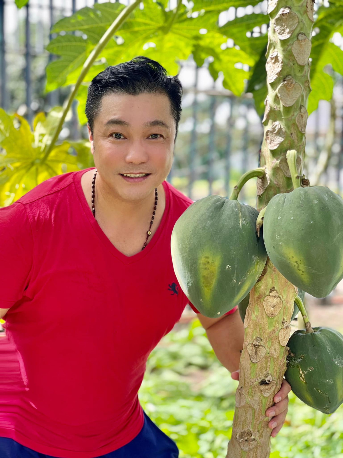 Đu đủ cùng cho quả to. Ảnh: FBNV