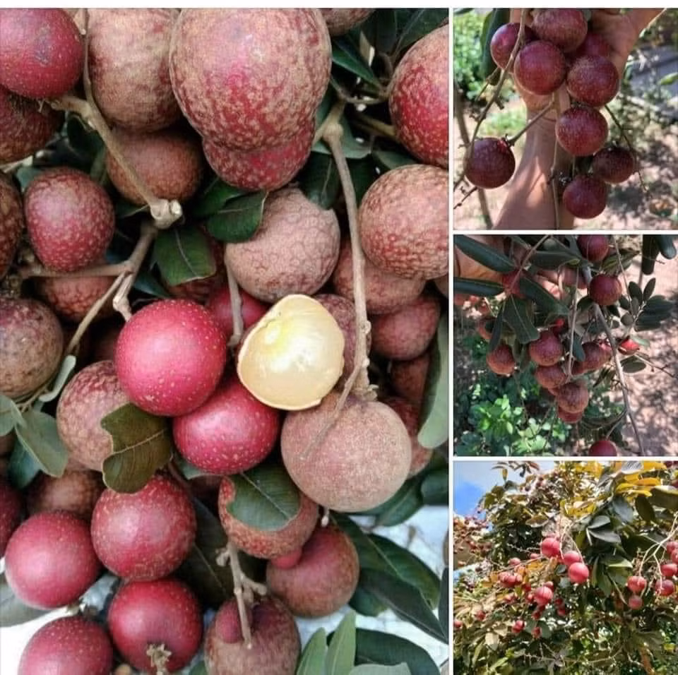 Loại nhãn này được ví như "lộc trời cho" vì chỉ ở miền Tây mới có và sản lượng ít. Ảnh: Facebook