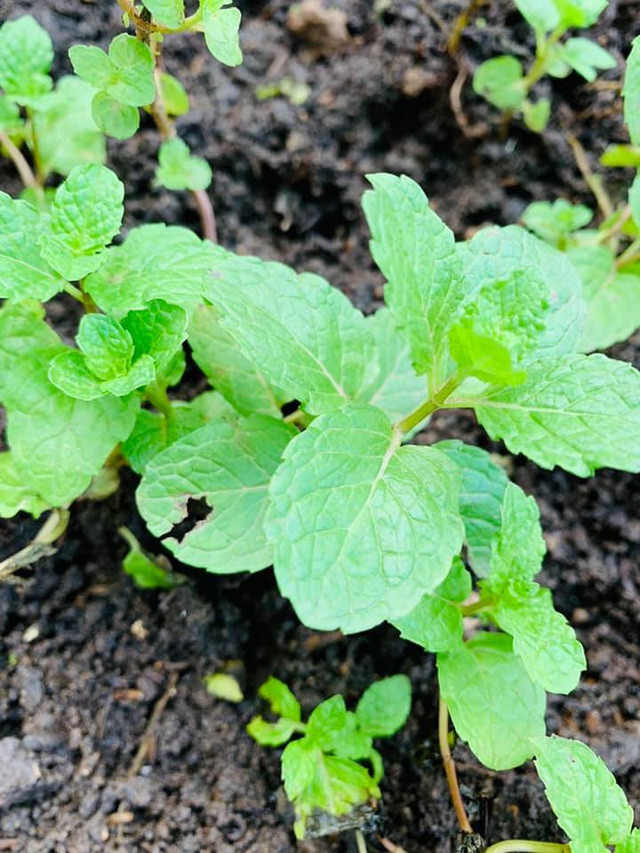 Nguyễn Thị Huyền trồng những cây rau thiết thực để làm gia vị bữa ăn cho gia đình.