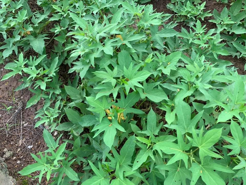 Trong căn biệt thự rộng rãi ở Hà Nội, Hoa hậu Nguyễn Thị Huyền tận dụng những khoảng đất trống rau sạch xung quanh nhà và sân thượng.