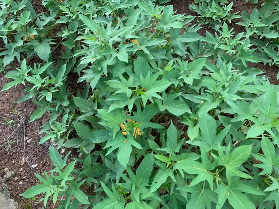 Trong căn biệt thự rộng rãi ở Hà Nội, Hoa hậu Nguyễn Thị Huyền tận dụng những khoảng đất trống rau sạch xung quanh nhà và sân thượng.