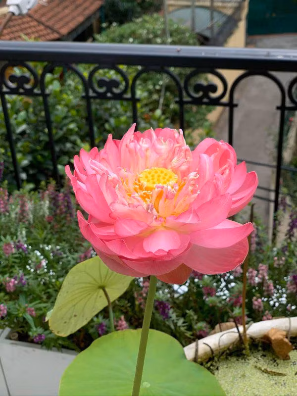 Vồn có niềm đam mê vưới vườn tược, Hoa hậu Việt Nam 2004 Nguyễn Thị Huyền có cả một khu vườn xanh mát với nhiều hoa và những loại cây cô yêu thích.