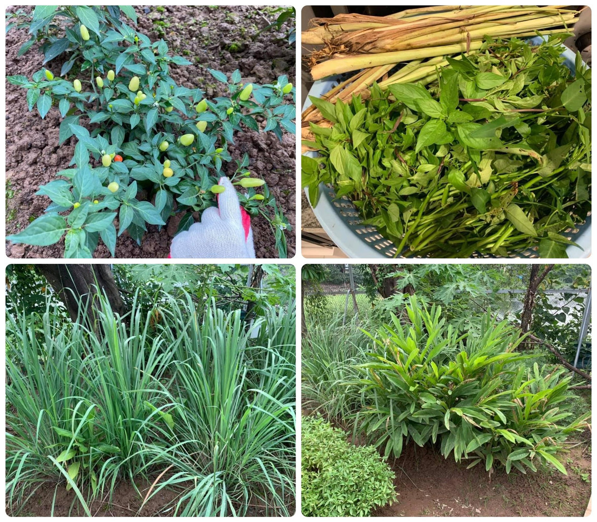 Người đẹp chú trọng đến việc cải tạo đất.