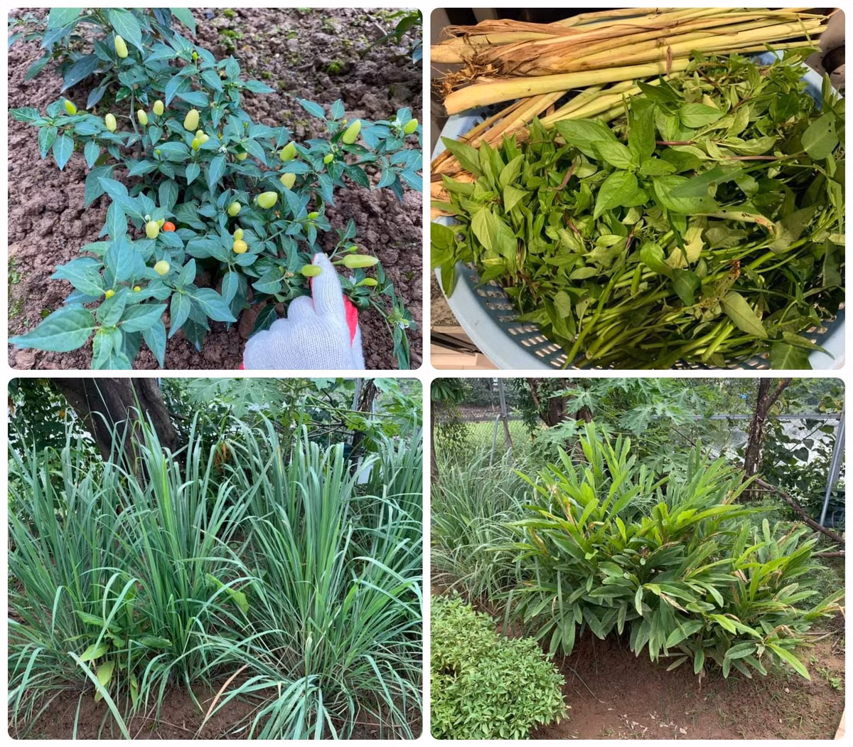 Người đẹp chú trọng đến việc cải tạo đất.