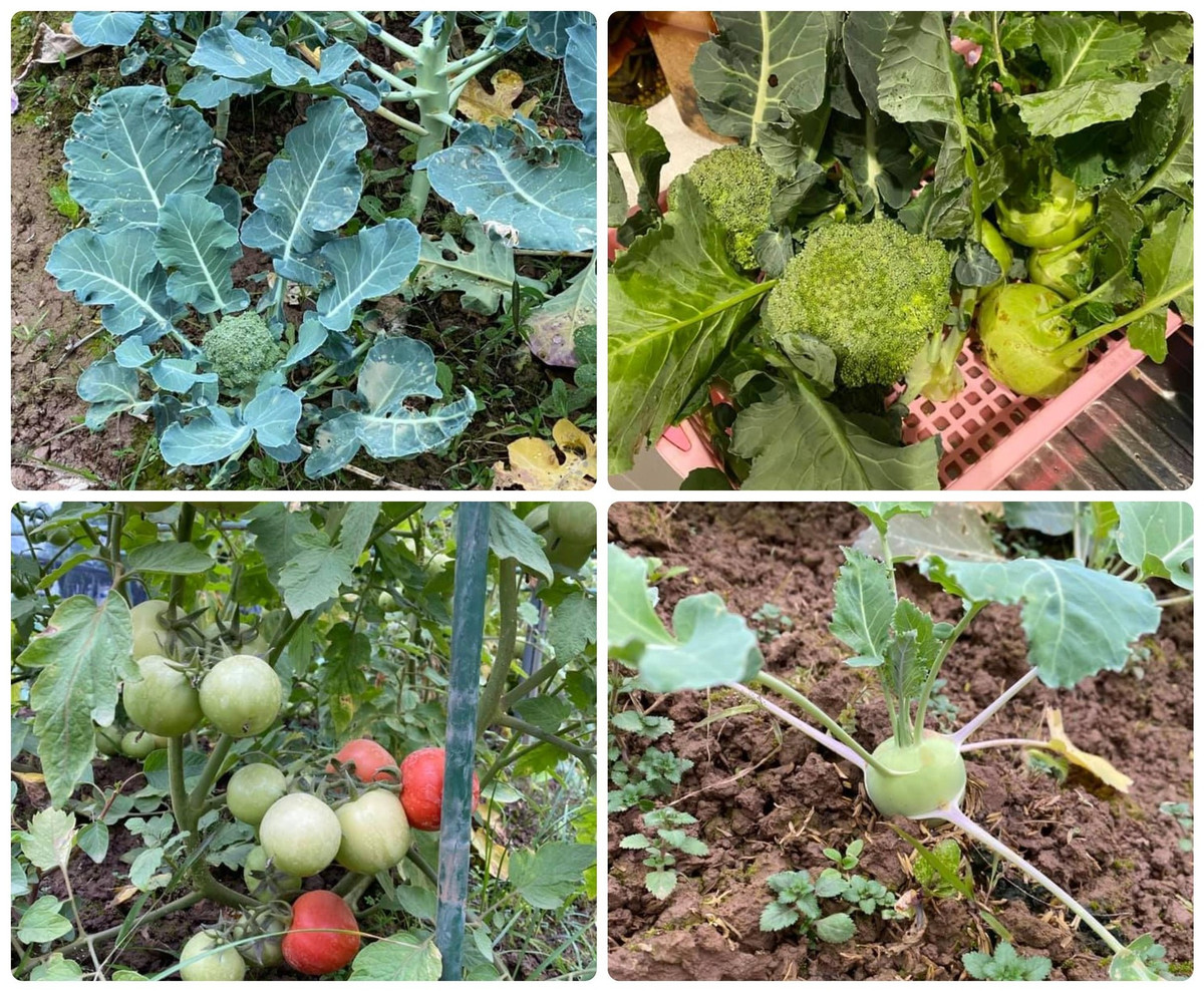 Các loại rau củ tốt um và xanh non mơn mởn.