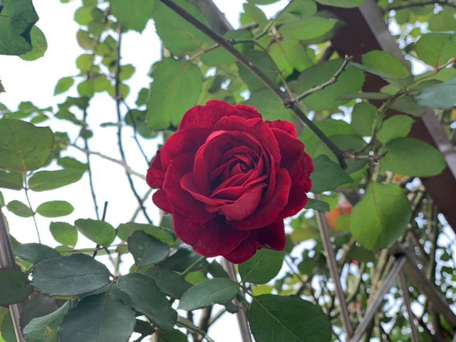 Nàng hậu trồng những cây hoa hồng nhiều màu sắc khác nhau.