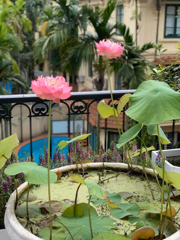 Hoa sen trồng chậu cũng bung nở rực rỡ. Nguồn ảnh: FBNV