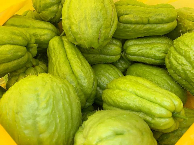 Su su to và sai quả trong vườn nhà Nguyễn Thị Huyền.