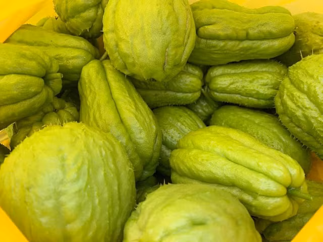 Su su to và sai quả trong vườn nhà Nguyễn Thị Huyền.