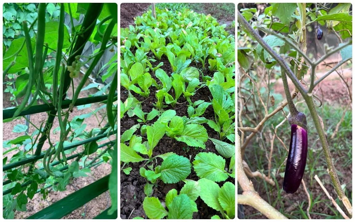 Từng loại rau củ được người đẹp trồng theo mùa.