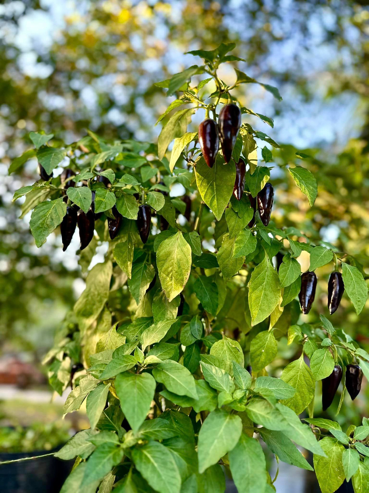 Cây ớt cũng sai trĩu quả.